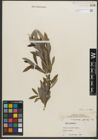 Foto von Salix purpurea L.